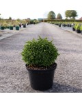 Cryptomeria japonica Green Pearl